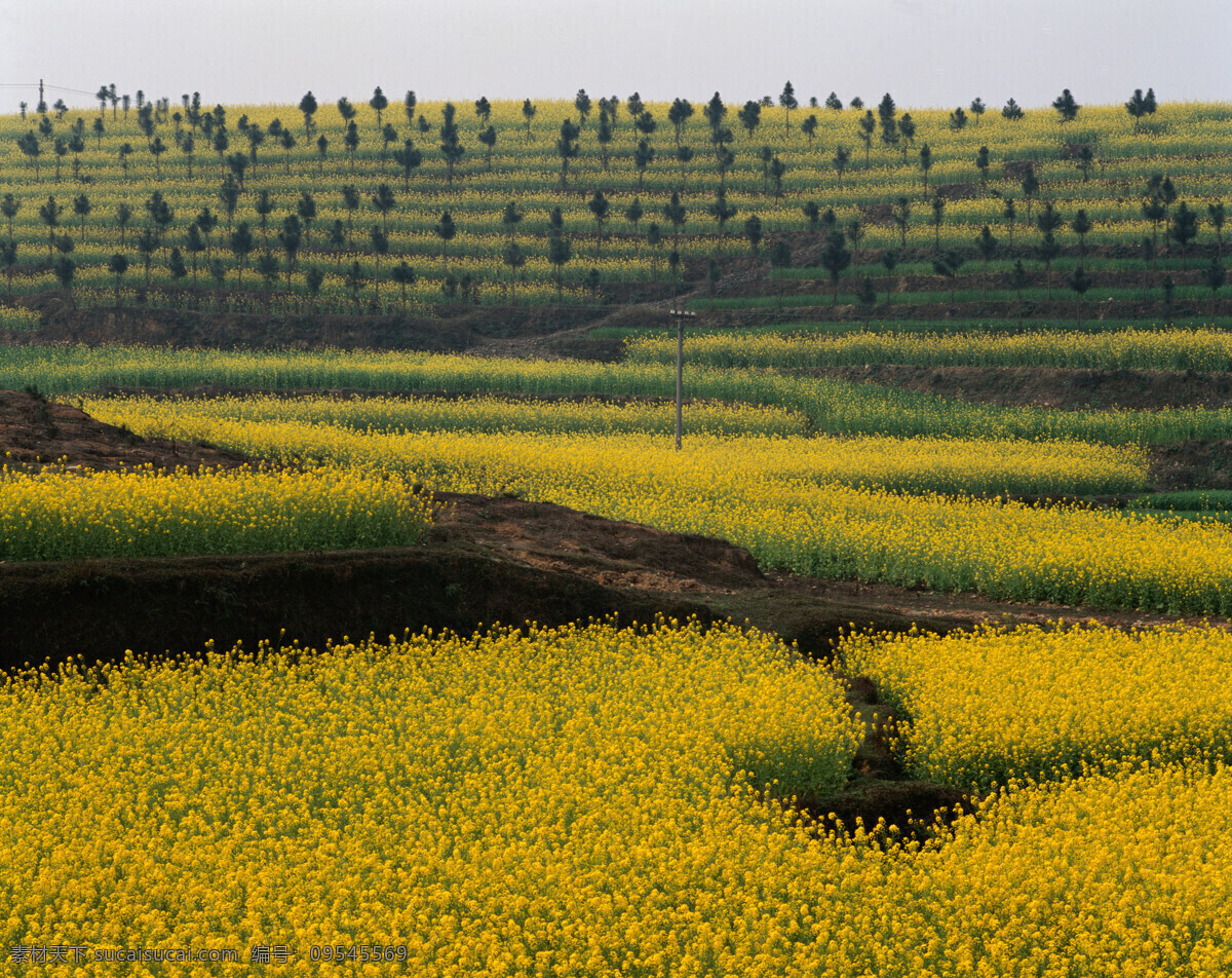 油菜花 大自然 自然风景 美丽风景 美景 景色 风景摄影 旅游景区 旅游风景 乡村风景 农田 山水风景 风景图片