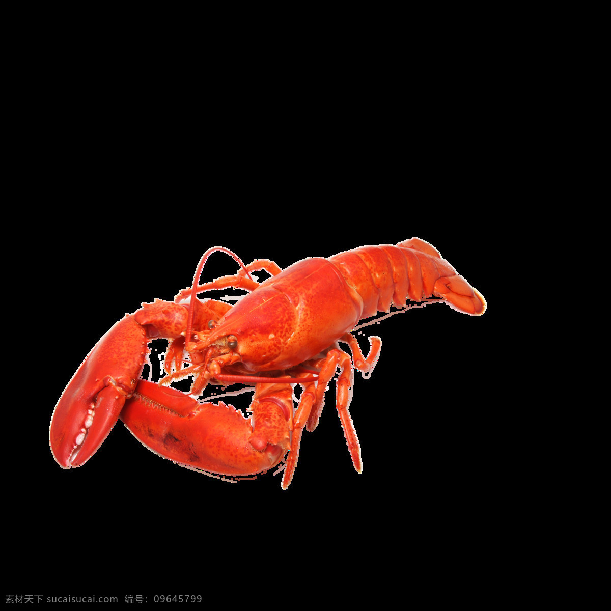 虾 大龙虾 小龙虾 龙虾素材 龙虾图片 北大青鸟 生物世界 海洋生物