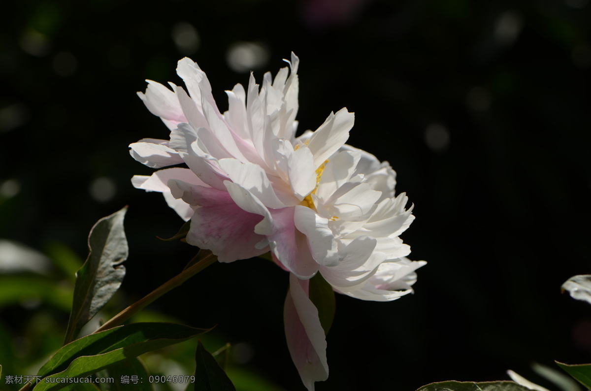 粉色 白色 芍药花