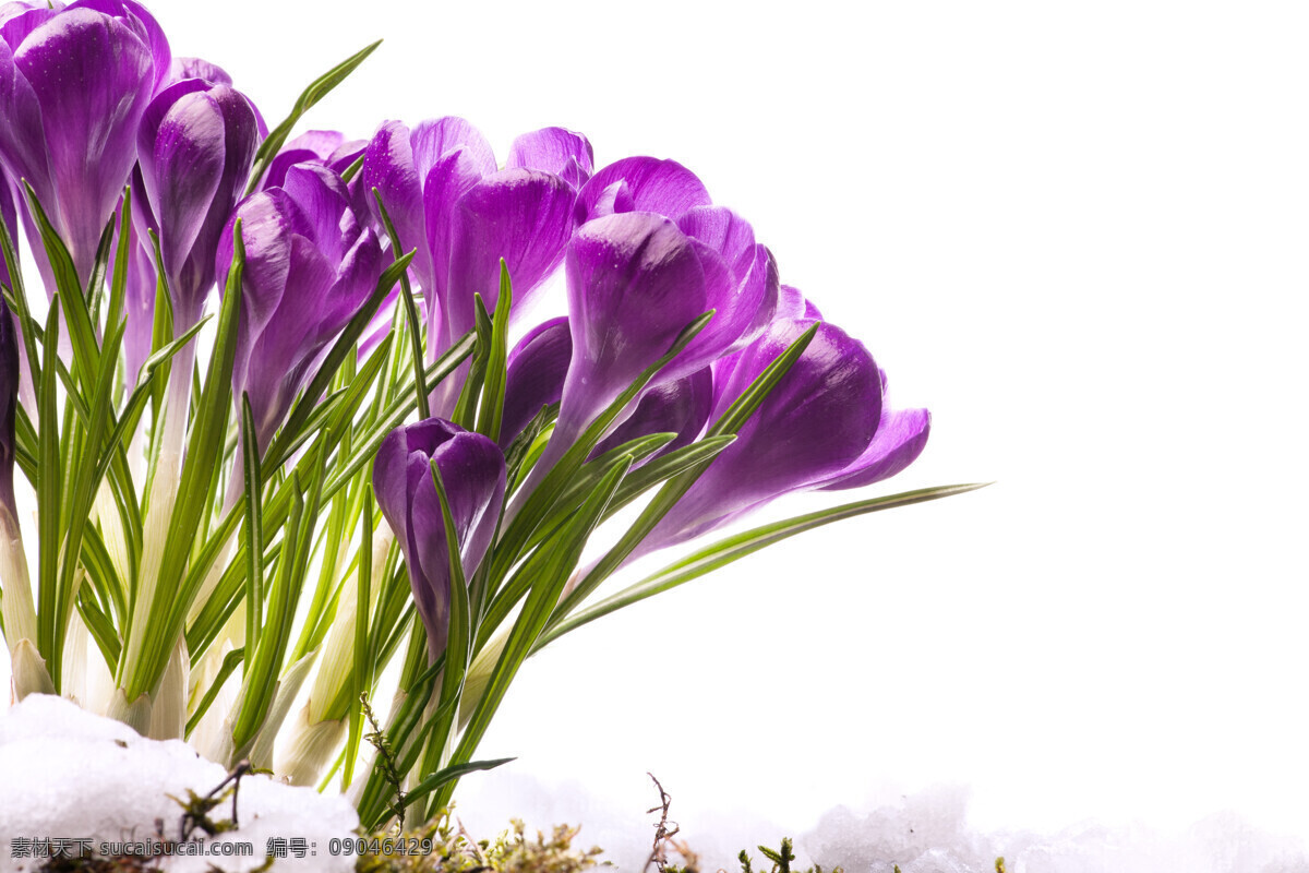 水仙花 紫色鲜花 紫色花朵 唯美花朵 浪漫鲜花 高清图片
