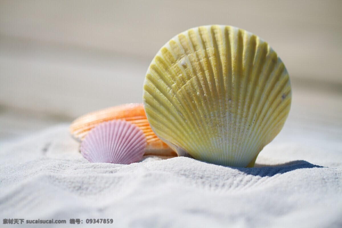 贝壳写真 海螺 沙滩贝壳 海洋贝壳 漂亮贝壳 沙滩上的贝壳 海滩贝壳 海滩 扇贝 生物 生物世界 海洋生物