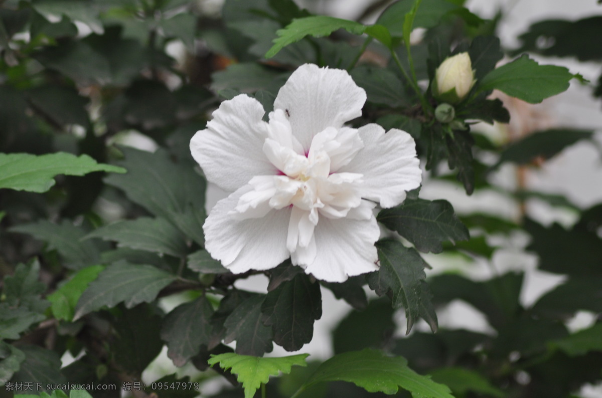 蚂蚁 爱上 木槿花 白色木槿 绿叶 花骨朵 花草 生物世界