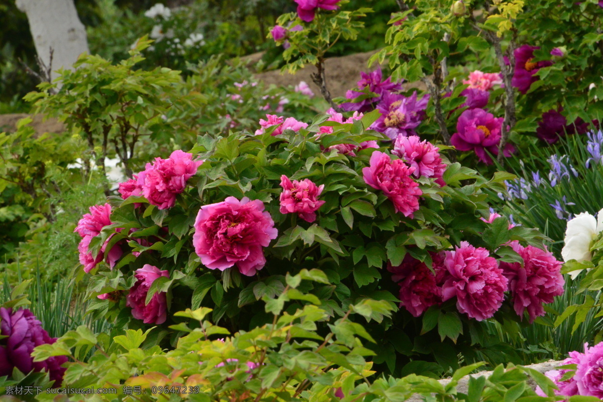 牡丹花 牡丹 观赏花卉 鼠姑 木芍药 百雨金 洛阳花 花朵 花瓣 花蕊 花卉 花儿 花草 植物 园林绿化 绿化景观 芍药牡丹 生物世界