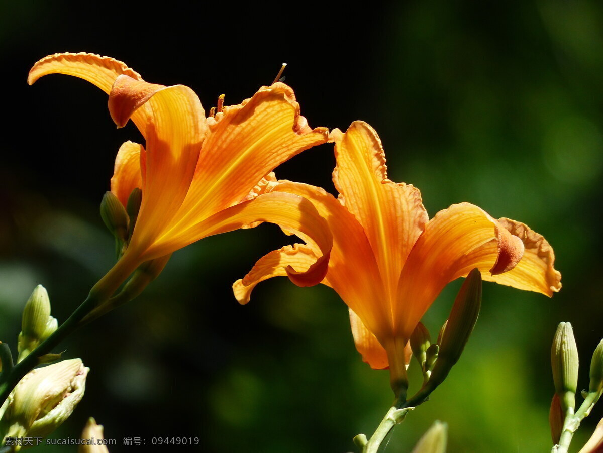 高清 橙色 百合花 橙色花朵 花朵 野花