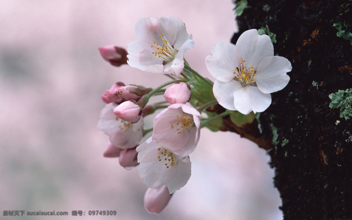 三月 樱花 摄影图 三月樱花 图片库