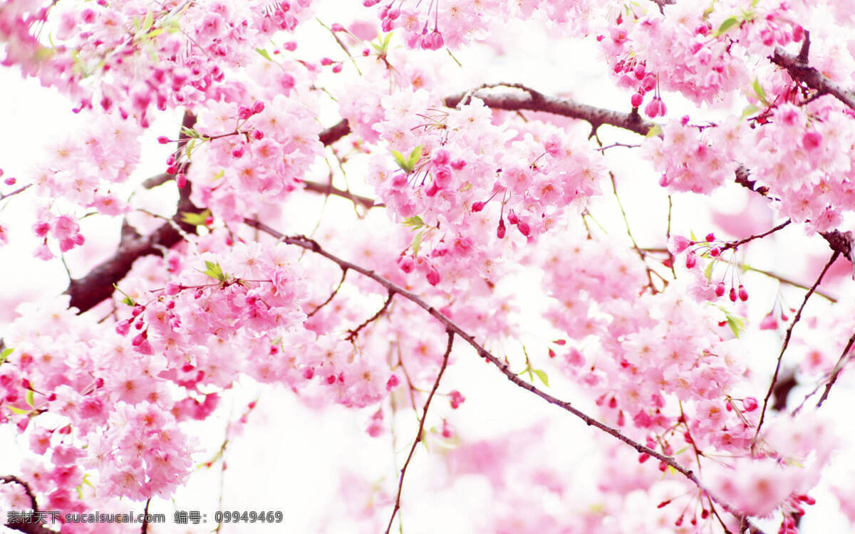 樱花 樱花树 花素材 花图片 花朵 唯美花背景 花 生物世界 花草