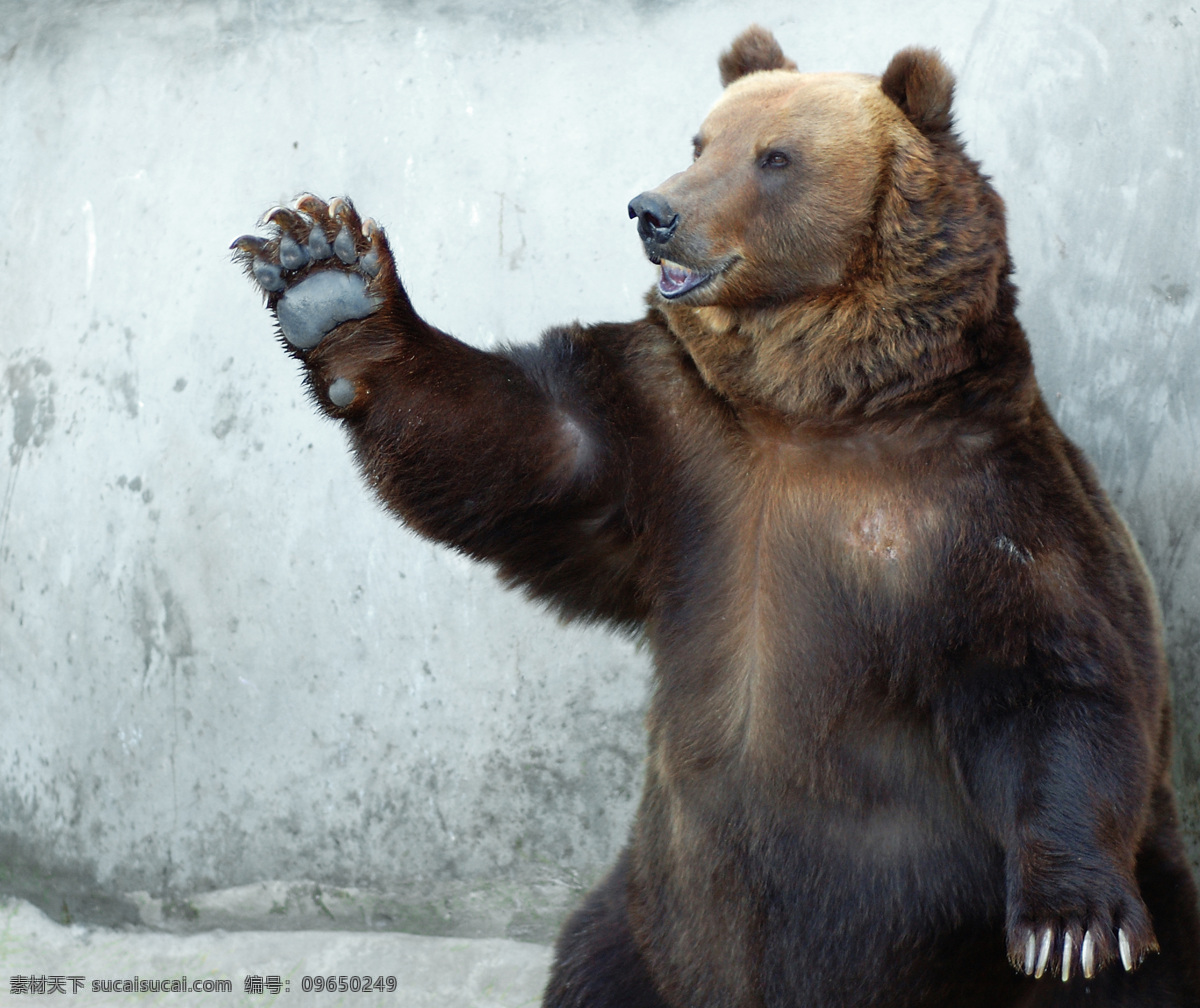 打招呼 狗熊 动物 野生动物 动物世界 陆地动物 动物摄影 生物世界