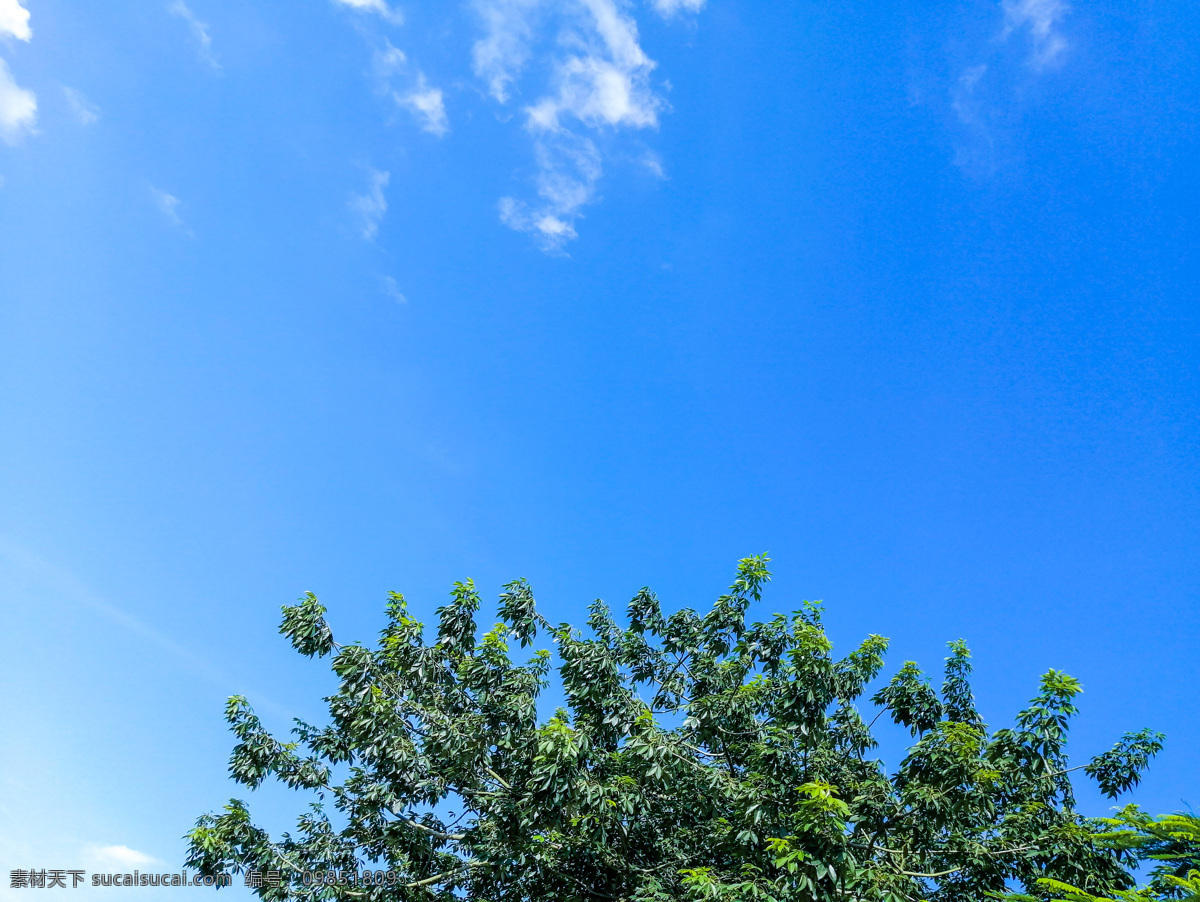 蓝天绿叶 蓝天白云绿植 枝叶 云朵 天空 蓝天 白云 晴天 多云 壁纸 插画素材 背景素材 海报素材 风景 日光 自然景观 自然风景