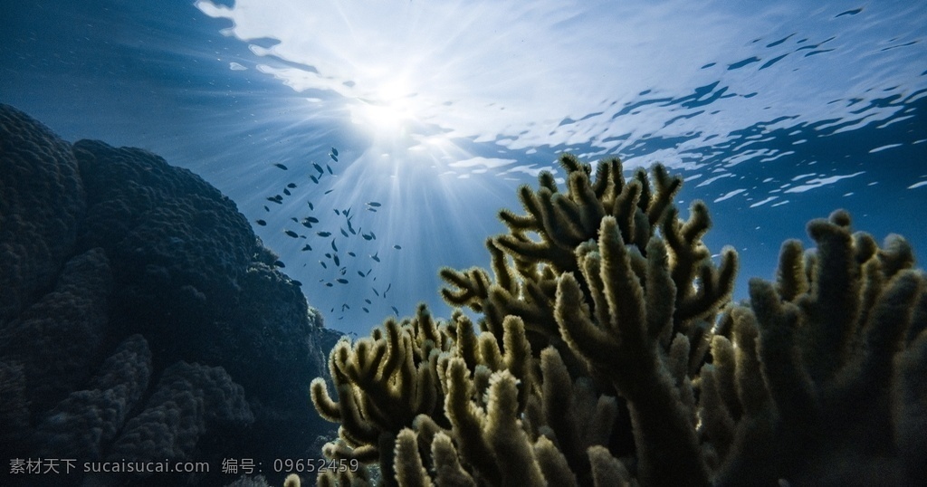 珊瑚 珊瑚礁 海底 礁石 珊瑚海 堡礁 环礁 台礁 点礁 平顶礁 裙礁 礁前带 礁核带 礁后带 海礁 海底生物 海底世界 石珊瑚 扁脑珊瑚 蜂巢珊瑚 多弯角珊瑚 小星珊瑚 刺星珊瑚属 菊花珊瑚 滨珊瑚 角孔珊瑚 菌珊瑚 鹿角珊瑚 枇杷珊瑚 软柳珊瑚 灯芯柳珊瑚 海 珊瑚礁石 暗礁 生物世界 海洋生物