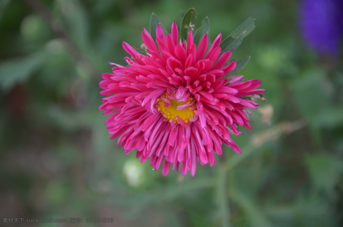 多层 红色 花草 花卉 生物世界 翠菊 江西腊 七月菊 蓝菊 头状花序 单生 枝顶 总苞片 苞片 叶状 舌状花 花卉系列