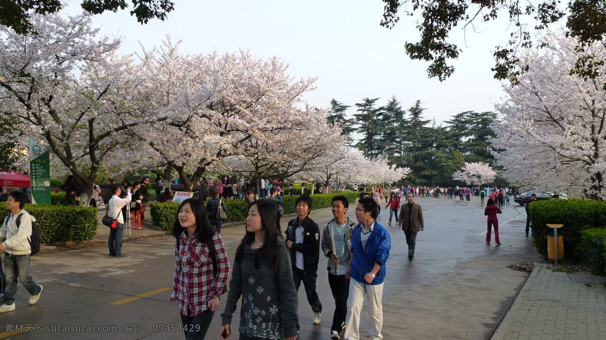 武汉大学风景 武汉大学 百年 春天 樱花 游人 建筑景观 自然景观