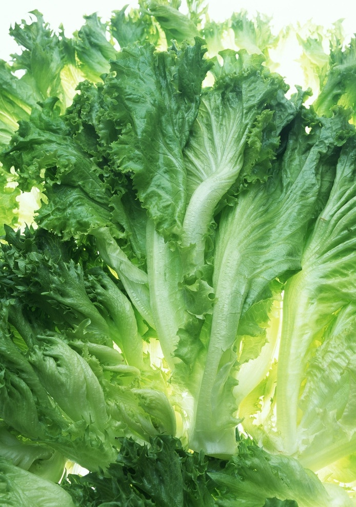 生菜 白菜 蔬菜 农产品 有机蔬菜 农作物 菜篮子 蔬菜摄影 生物世界