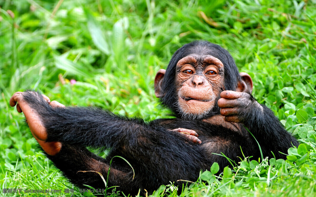 猩猩 动物 草地 嬉戏的小猩猩 动物摄影图 共享图 生物世界 野生动物