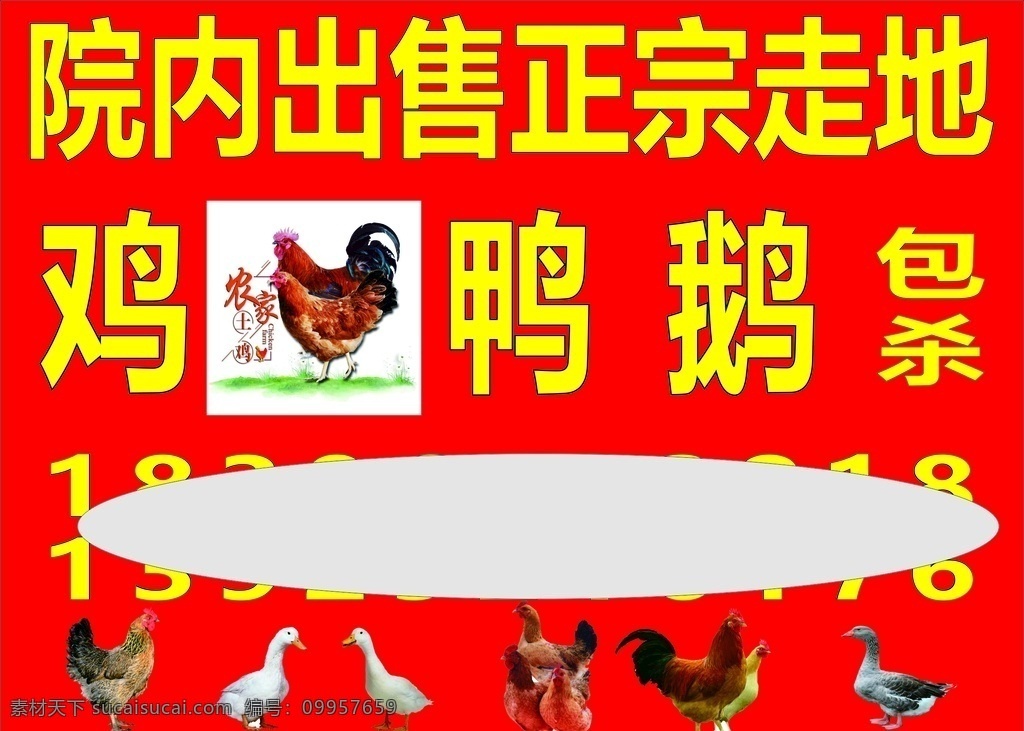 走地鸡灯箱 喷绘 写真 鸡 鸭 广告 朱二设计