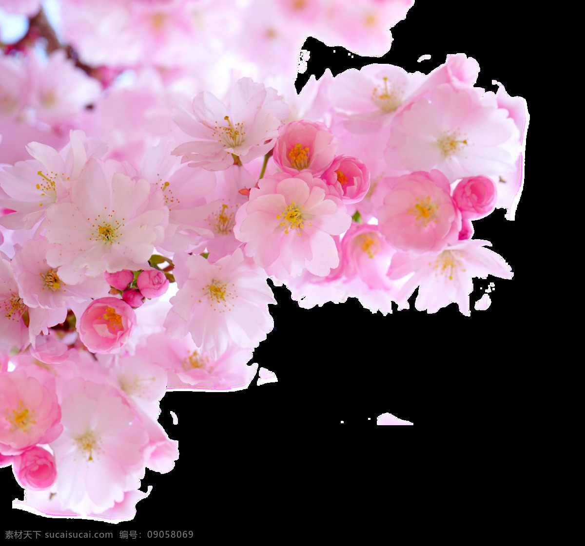 春季 盛放 中 娇艳 桃花 透明 植物 粉红色 花朵 树枝 透明素材 免扣素材 装饰图片