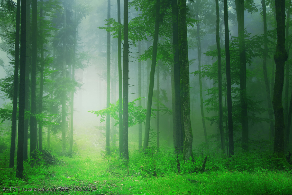 春林晨雾 林海 森林 密林 树木 幽暗 密林深处 晨露 雾色苍茫 晨雾 自然景观 自然风景