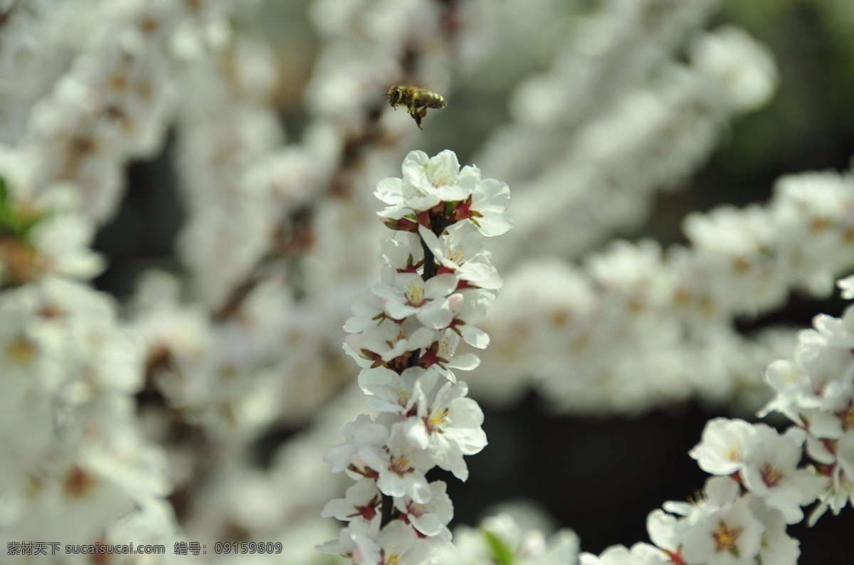 蜜蜂 蜂蜜 昆虫 生物世界 蜜为蜂根 蜜蜂属昆虫 群居 分工明确 纪律严格 用途广泛