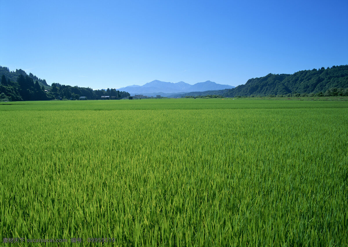 乡村的田野 田野 田园 乡村 田园风光 农村 蓝天 白云 自然风景 山水 自然景观