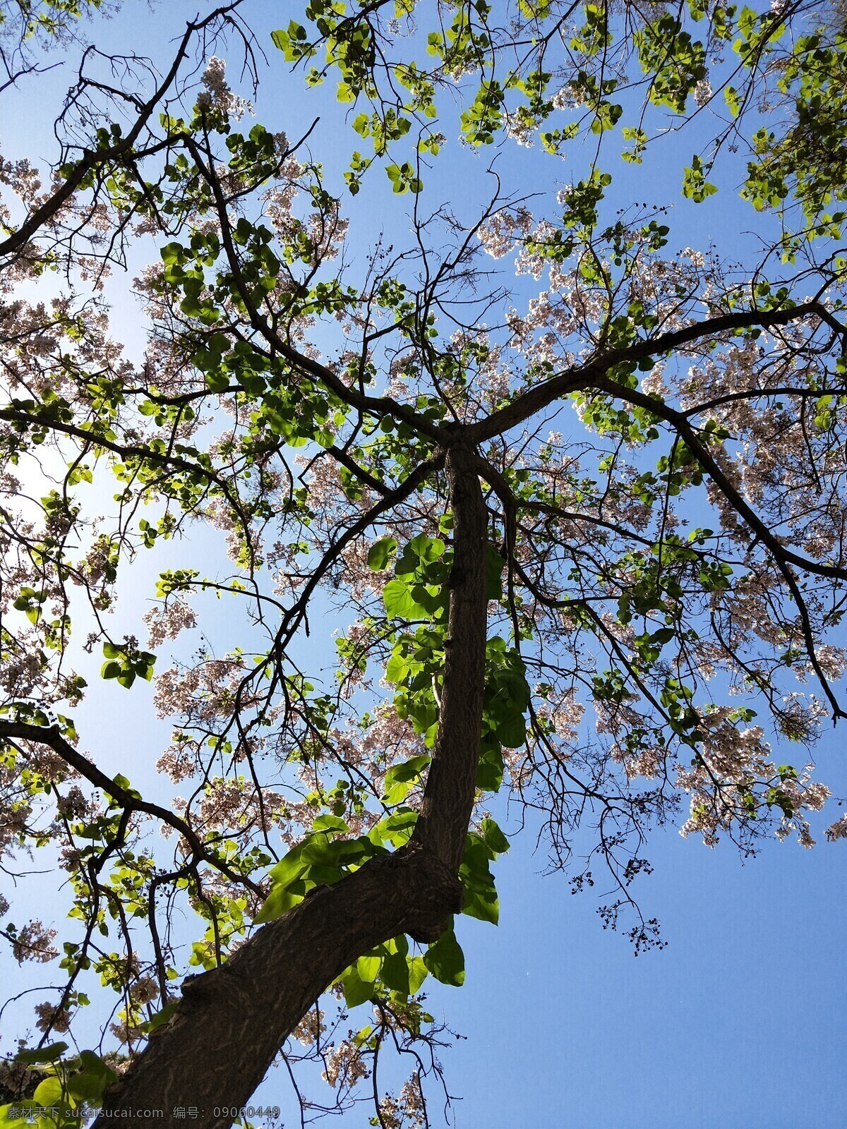 仰望泡桐树 蓝蓝的天 阳光明媚 仰望 十几年老树 泡桐树 淡紫色花 翠绿的叶子 春天 生机 生物世界 树木树叶