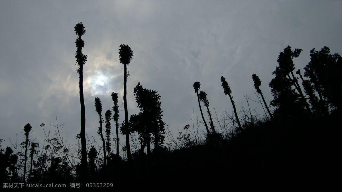 植被 剪影 国内旅游 旅游摄影 逆光 植被剪影 光与影 psd源文件