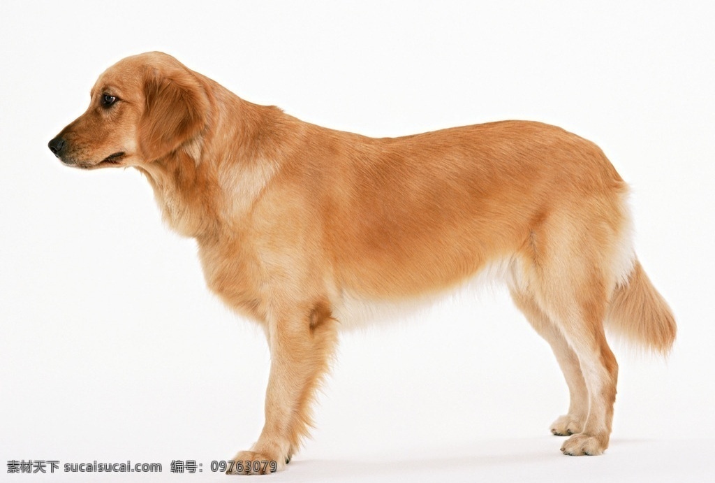 金毛 狗 侧身 图 金毛狗狗 金毛犬 狗狗 宠物狗 黄毛狗 生物世界 家禽家畜
