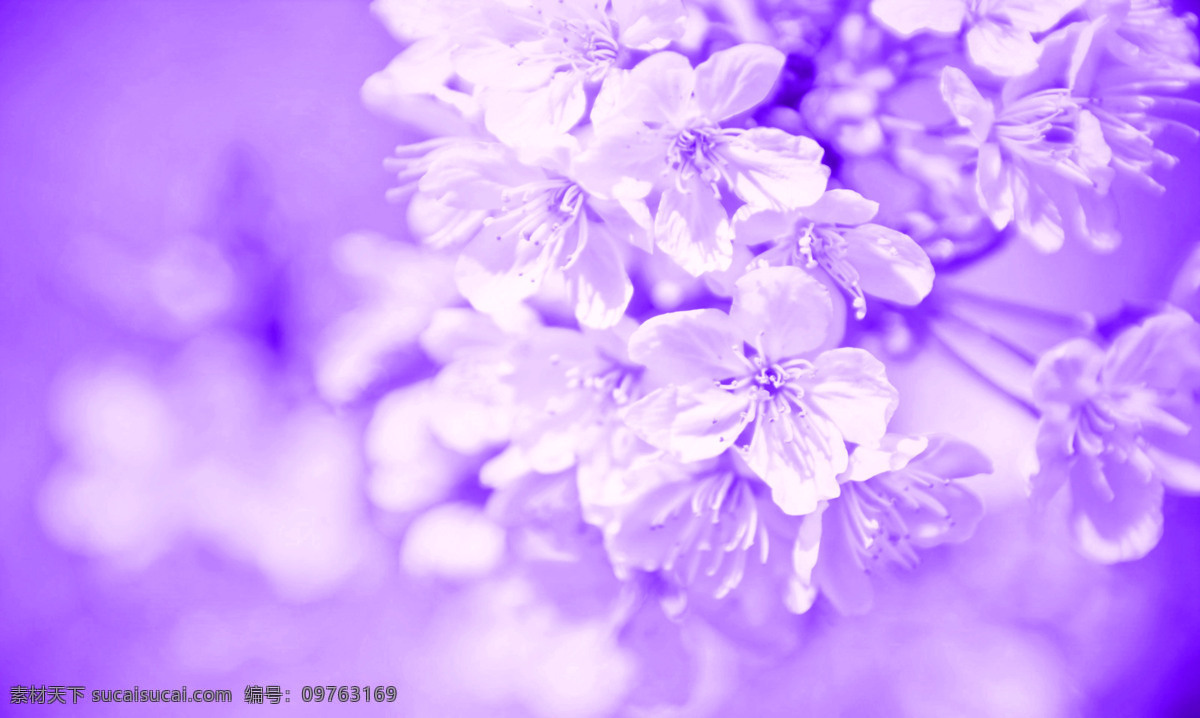 紫色 浪漫 装饰画 花朵 装饰图