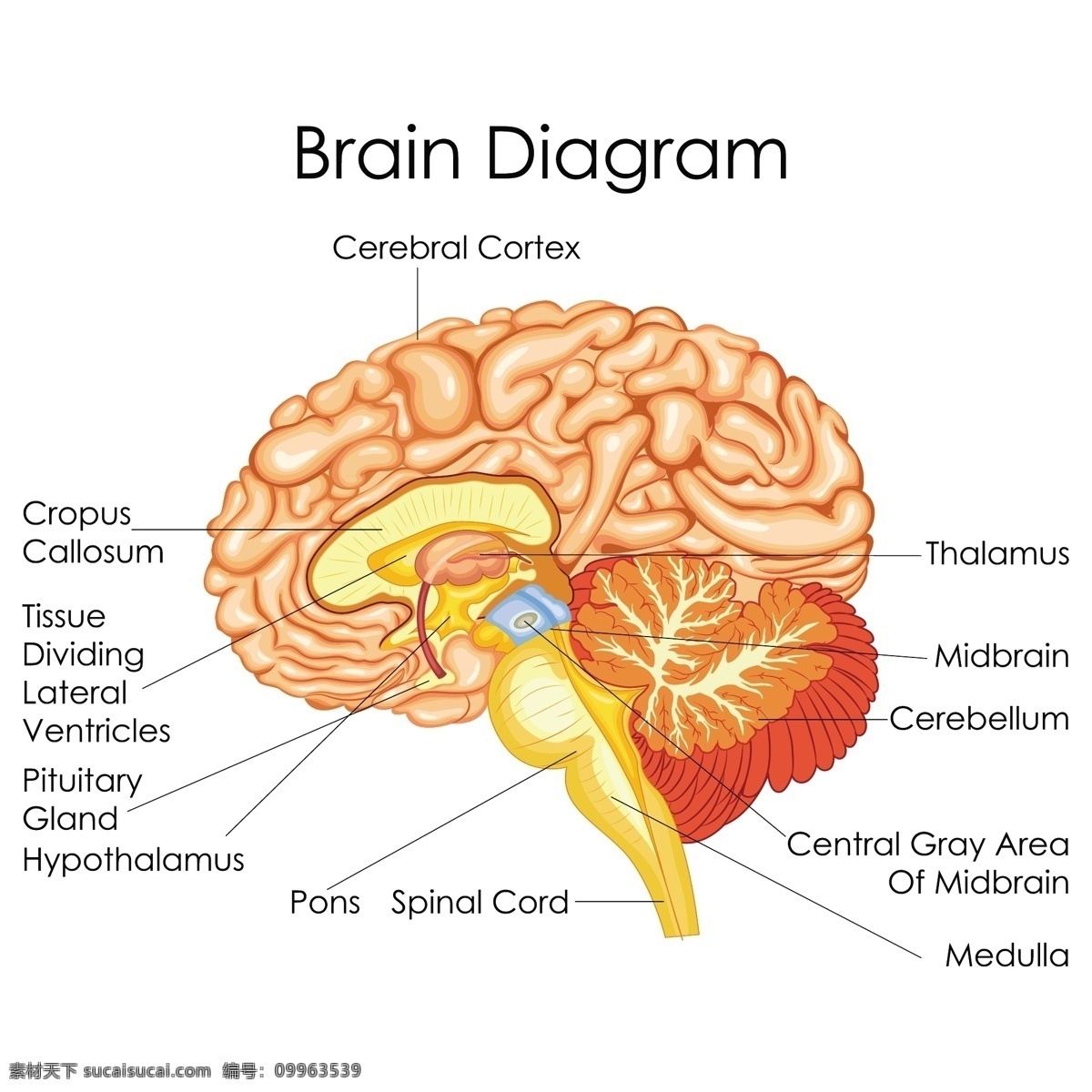 大脑 大脑结构 人体器官 剖面图 医疗 卫生 医学 人体解剖 解剖图 医疗教学 器官示意图 胃部 脏器 胰腺 泌尿系统 眼睛 脑部 肾脏