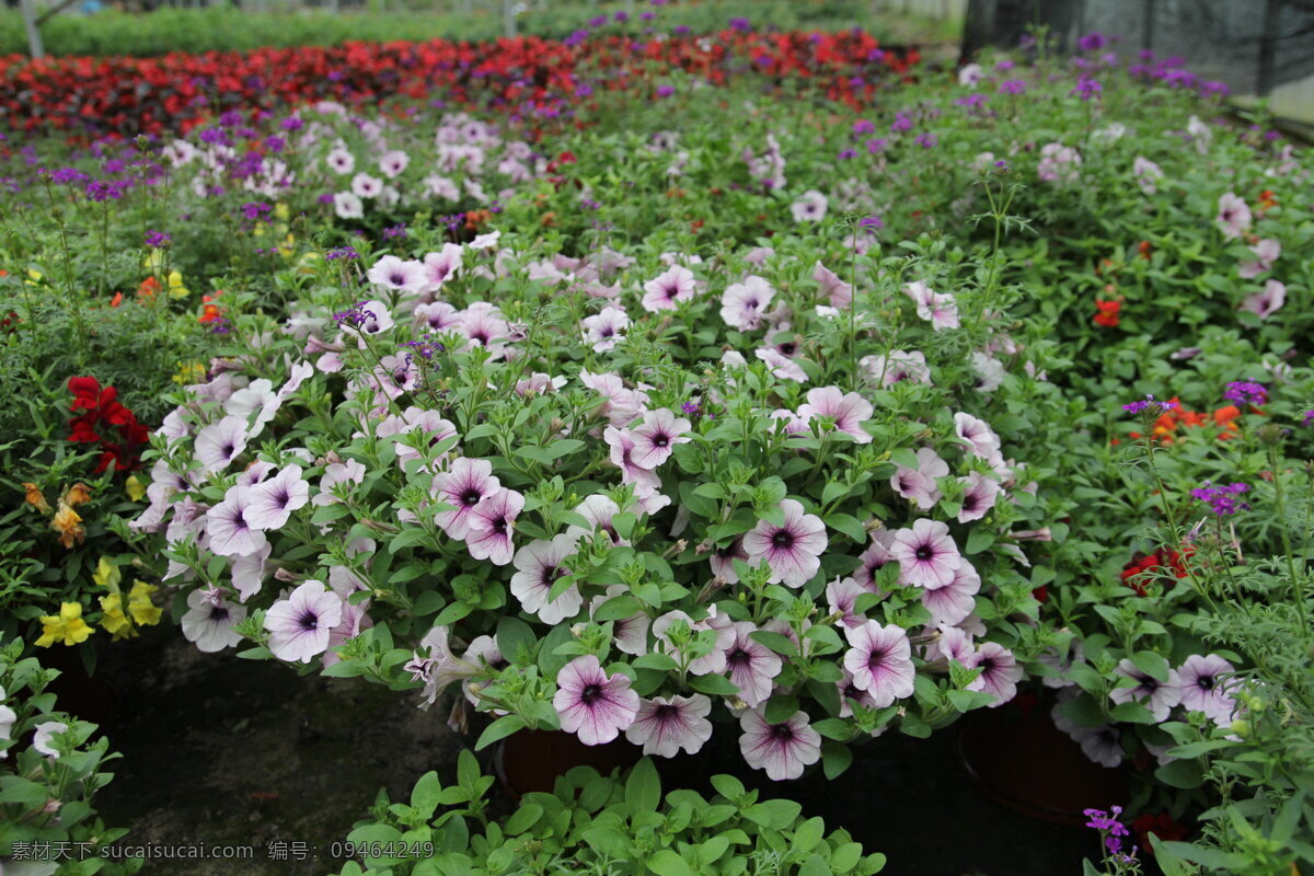 矮牵牛 盆栽 淡紫色 花境用 草花 生物世界 花草