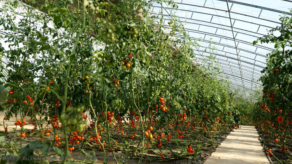 圣女果小番茄 圣女果 小番茄 樱桃番茄 小西红柿 红色圣女果 红色番茄 水果 大棚 圣女果种植 小番茄种植 水果蔬菜 生物世界 蔬菜
