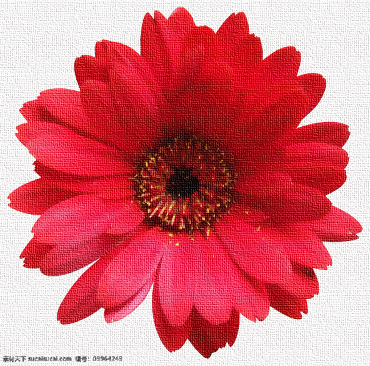 红色雏菊 雏菊 红色 背景 插画