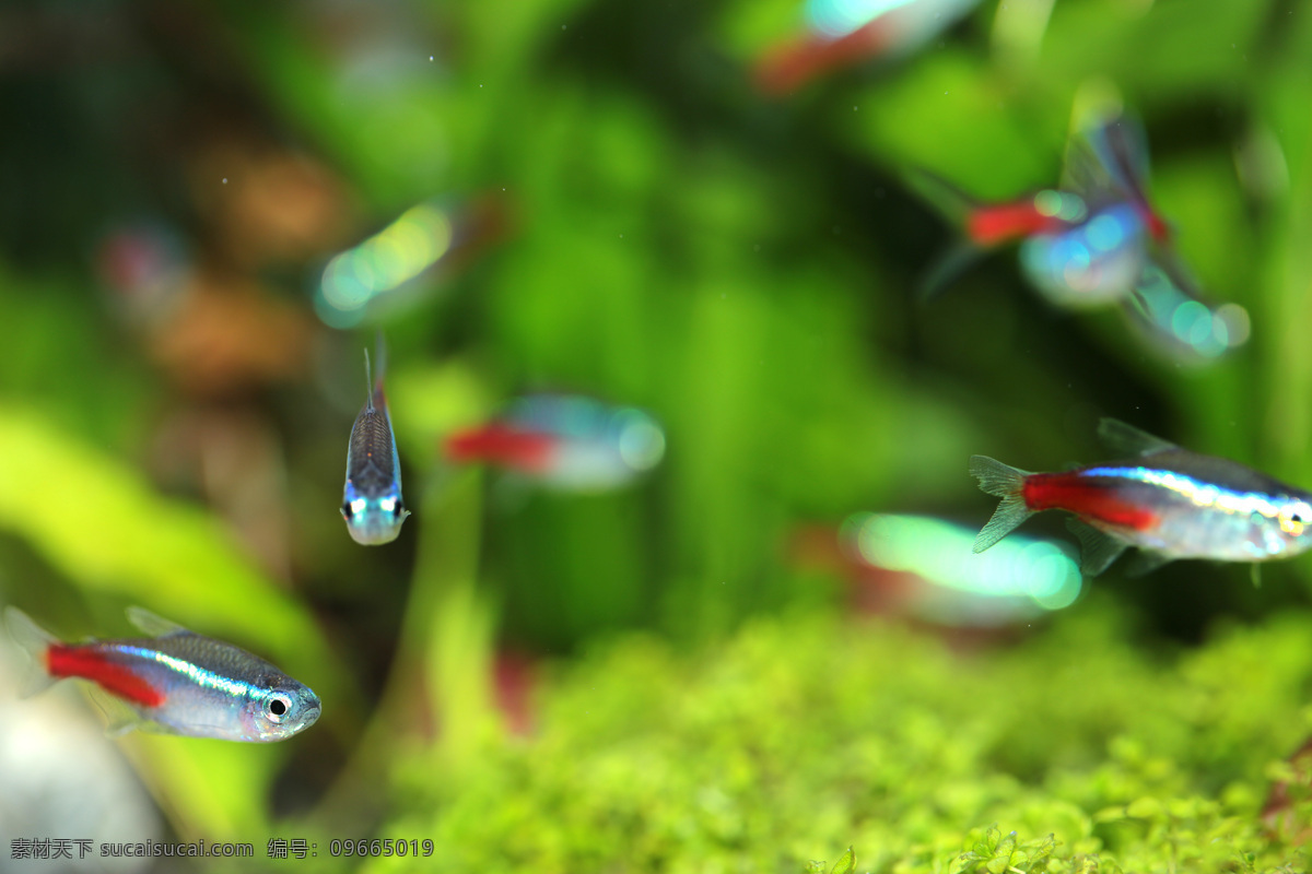 锦鲤鱼 金鱼 水中的金鱼 油画 鱼类 背景 纹理 新鲜 海洋 动物 水下 生物世界
