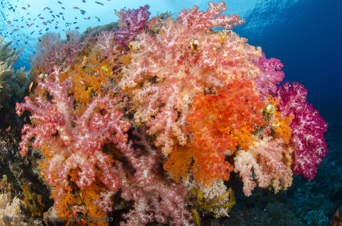 海洋生物摄影 珊瑚 海底世界 海洋生物 美丽风景 大海风景 海水 深海 水中生物 生物世界 黑色