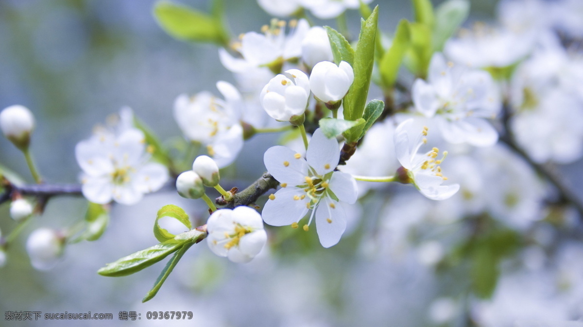 雪梨花 海棠花 野菊花 花朵 花海 花蕾 花园 春天 花蕊 公园景色 红花绿叶 花苞 含苞未放 植物 花草 园林 繁花似锦 杜娟花 映山红 山石榴 毛鹃 东鹃 夏鹃 蔷薇 秋海棠 植物花草 自然景观 自然风景 生物世界