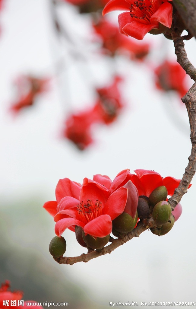 木棉花 唯美花朵 红色花朵 花枝 植物 自然 生物 花草 生物世界