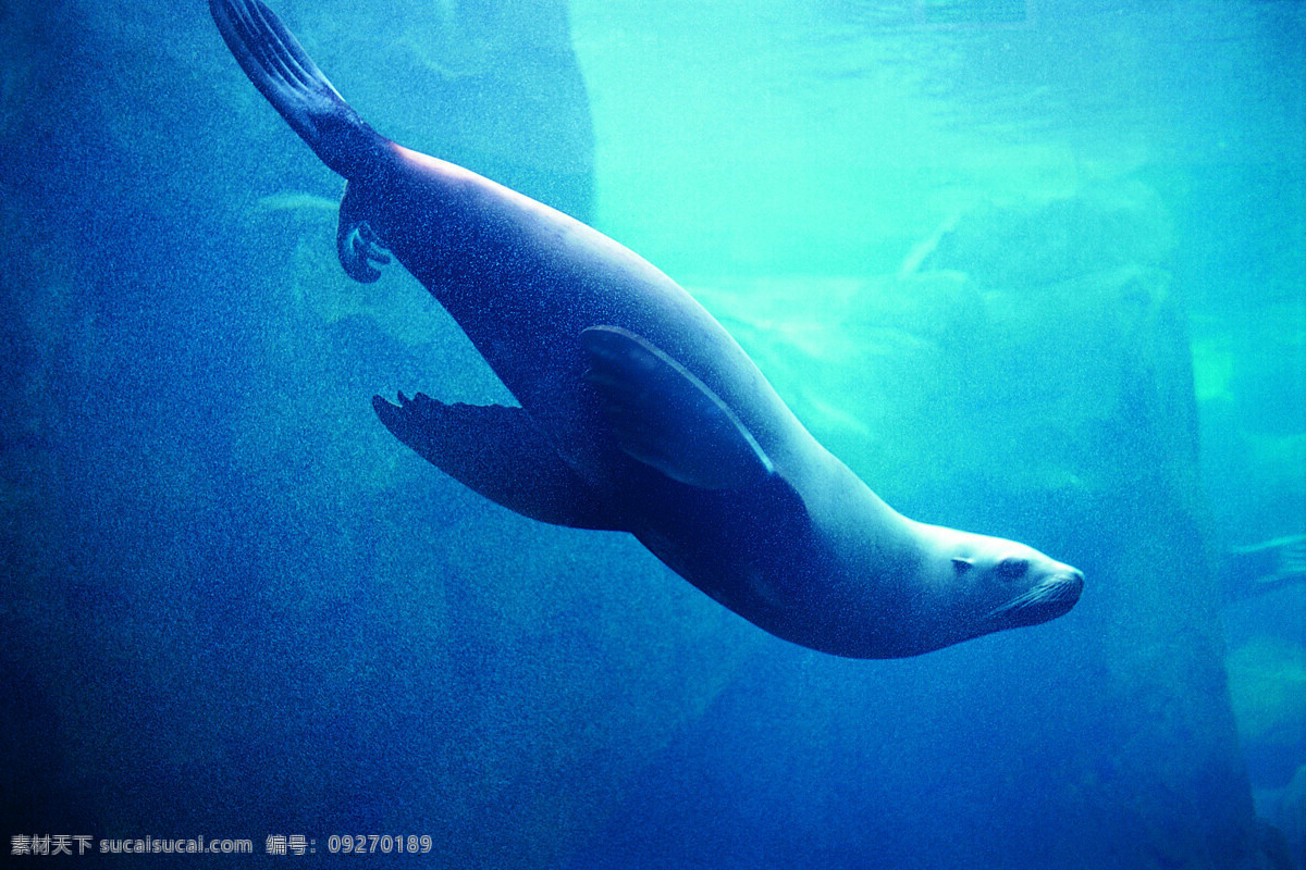 海洋免费下载 碧海 大海 广告 大 辞典 海豚 海洋 海洋生物 鲸鱼 鲨鱼 生物世界