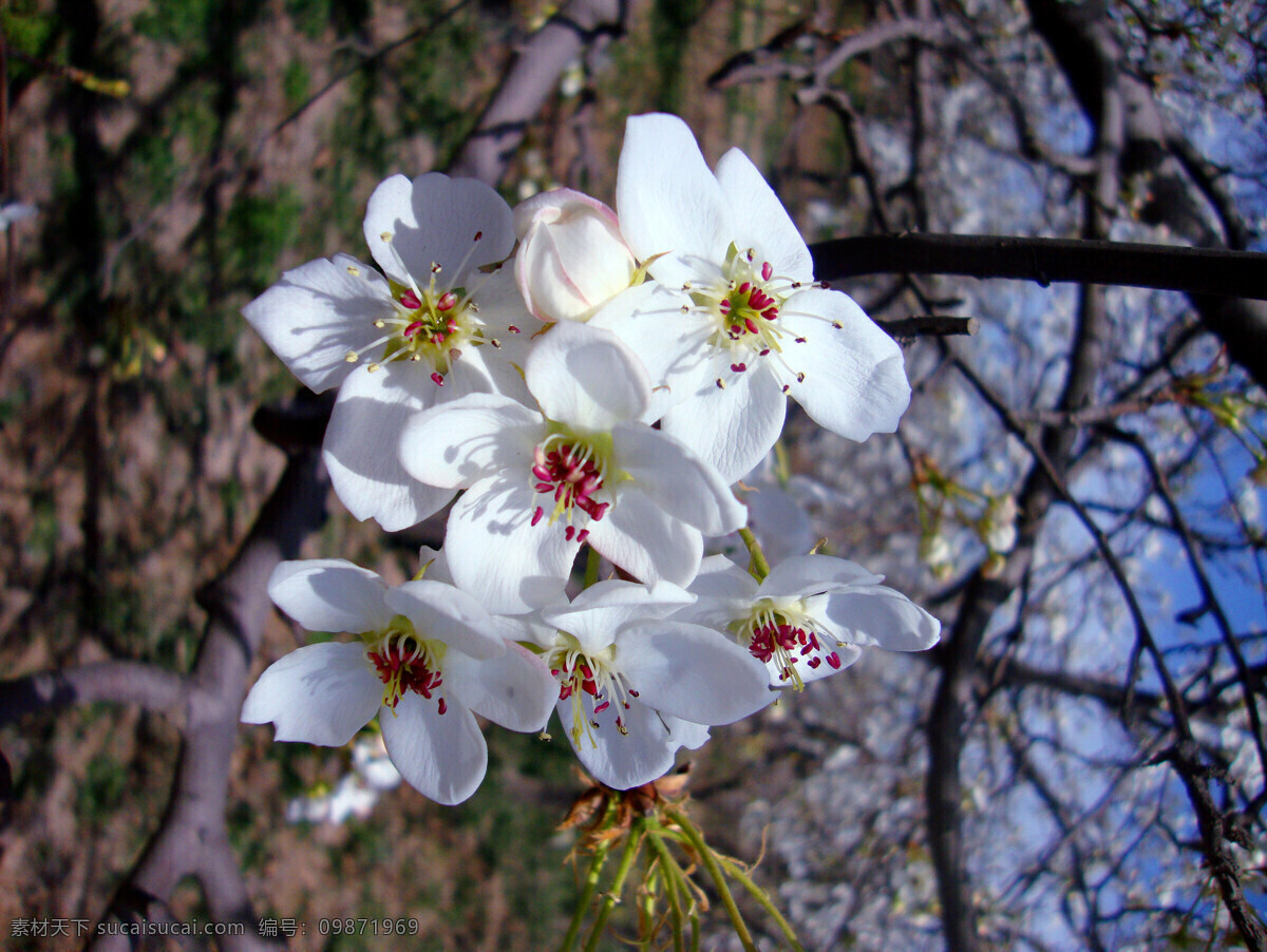 梨花免费下载 春 纯洁 花草 蓝天 梨花 晴空 生物世界 花的家族 四月 洁白 自然 花开旺季