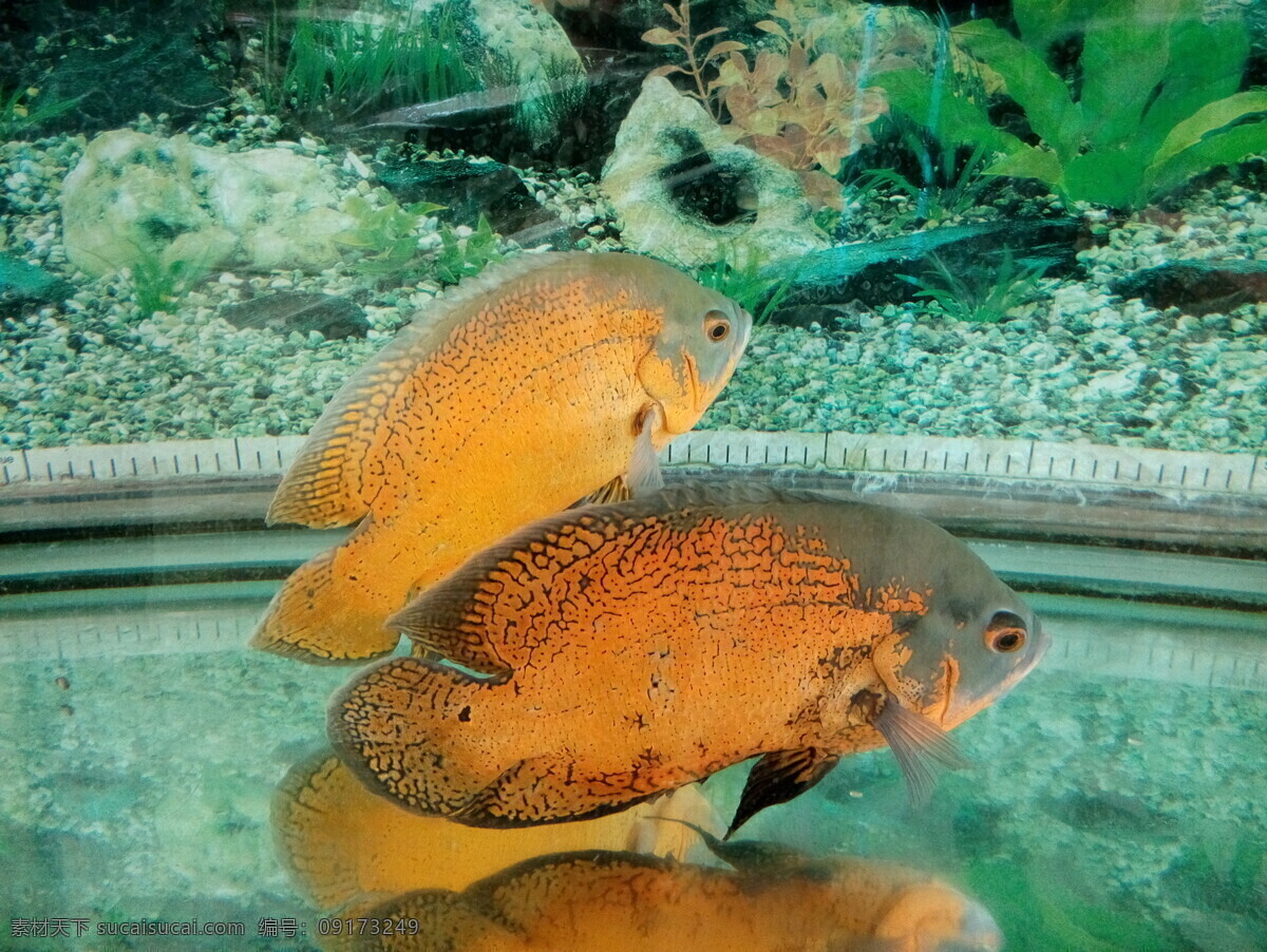 热带鱼 高清 生物世界 鱼类 热带鱼摄影 淡水鱼