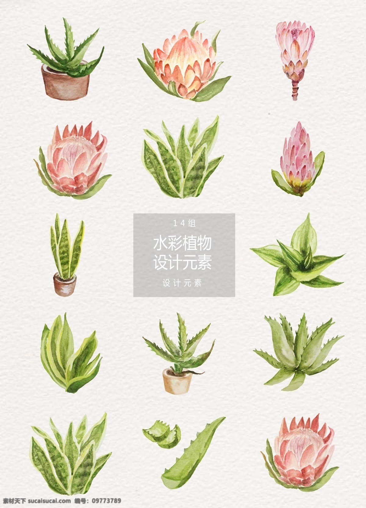 水彩 小 清新 植物 元素 小清新 盆栽 芦荟 水彩花卉 水彩植物 多肉植物 仙人掌 芦苇 绿植盆栽