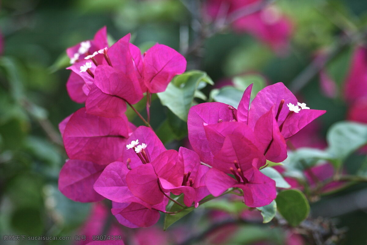 高清 勒 杜鹃花 勒杜鹃 三角梅 玫红色 花朵 鲜花