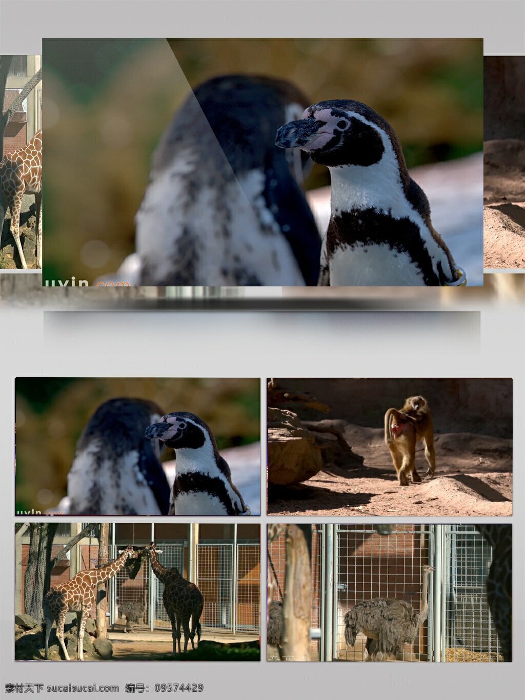 动物园 里 各种 动物 实拍 视频 各种动物 实拍视频