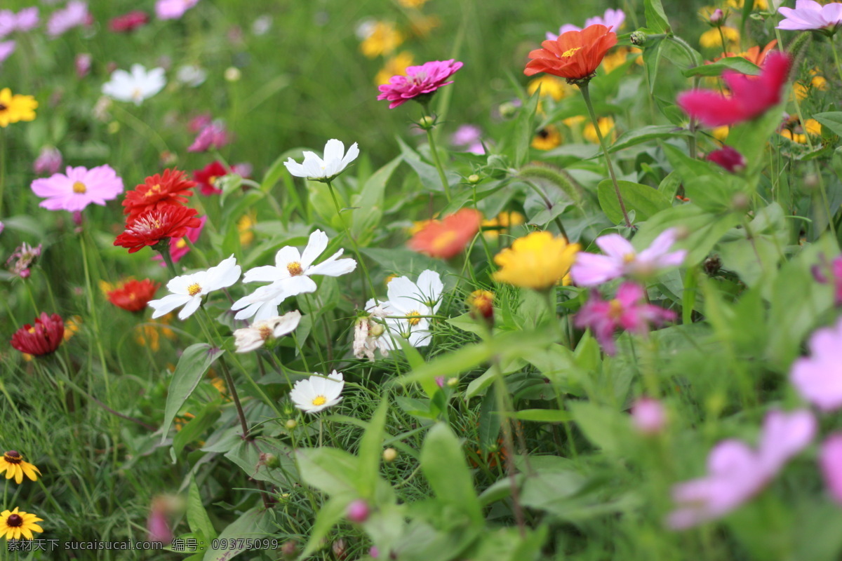 花卉摄影 中间清晰 前后模糊照片 花卉 花朵照片 花 生物世界 花草