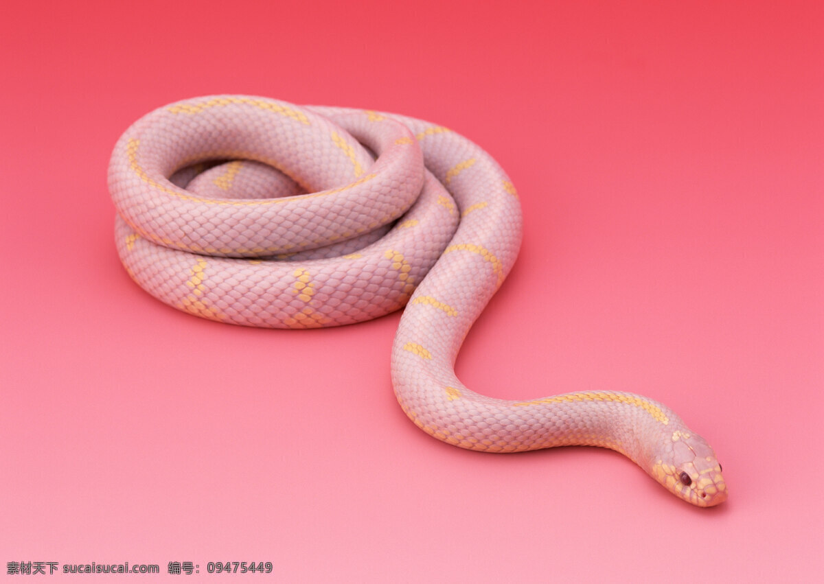 白蛇 一圈 盘 纯色背景 海报 生物世界 野生动物