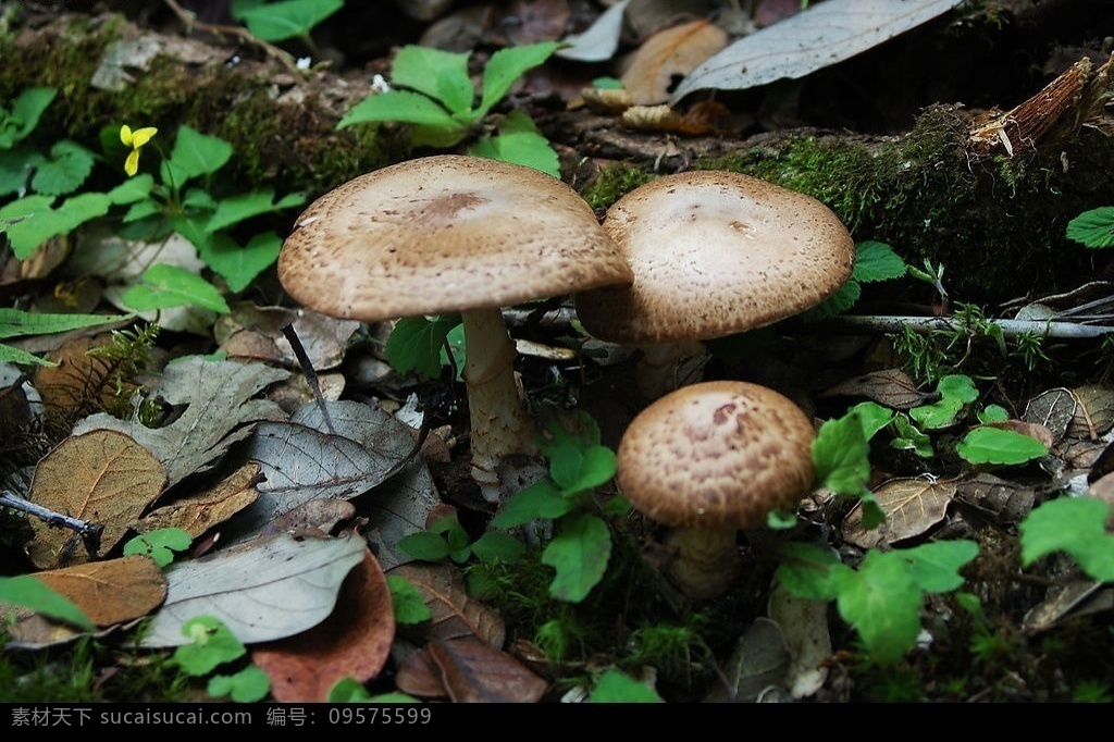 野生菌 蘑菇 食用菌 绿色食品 餐饮美食 食物原料 野生菌类 摄影图库