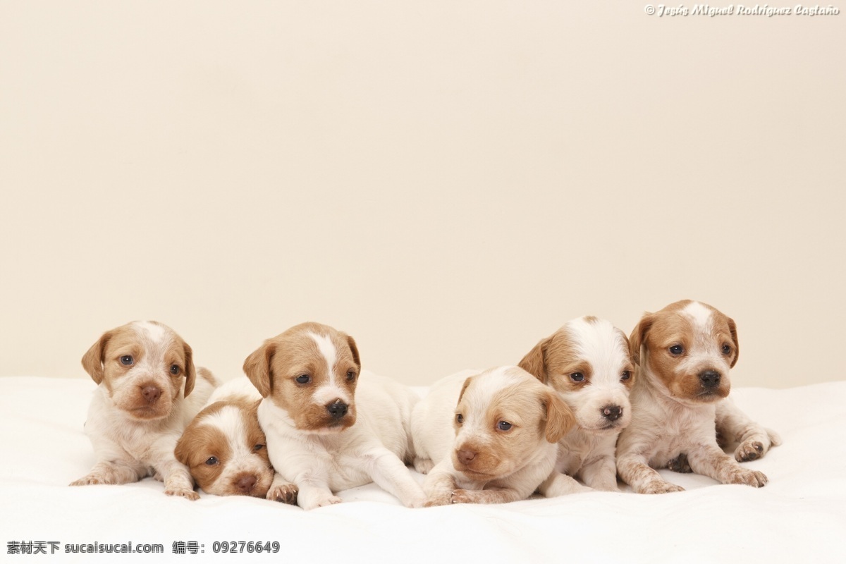 西班牙 拉布拉多 小狗 宠物天堂 西班牙小狗 宠物狗崽 小狗宝宝 生物世界 家禽家畜