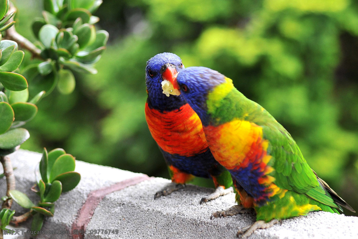 小鸟 漂亮的鸟 美丽的鸟 彩色的鸟 鹦鹉鸟 一对小鸟 生物世界 鸟类