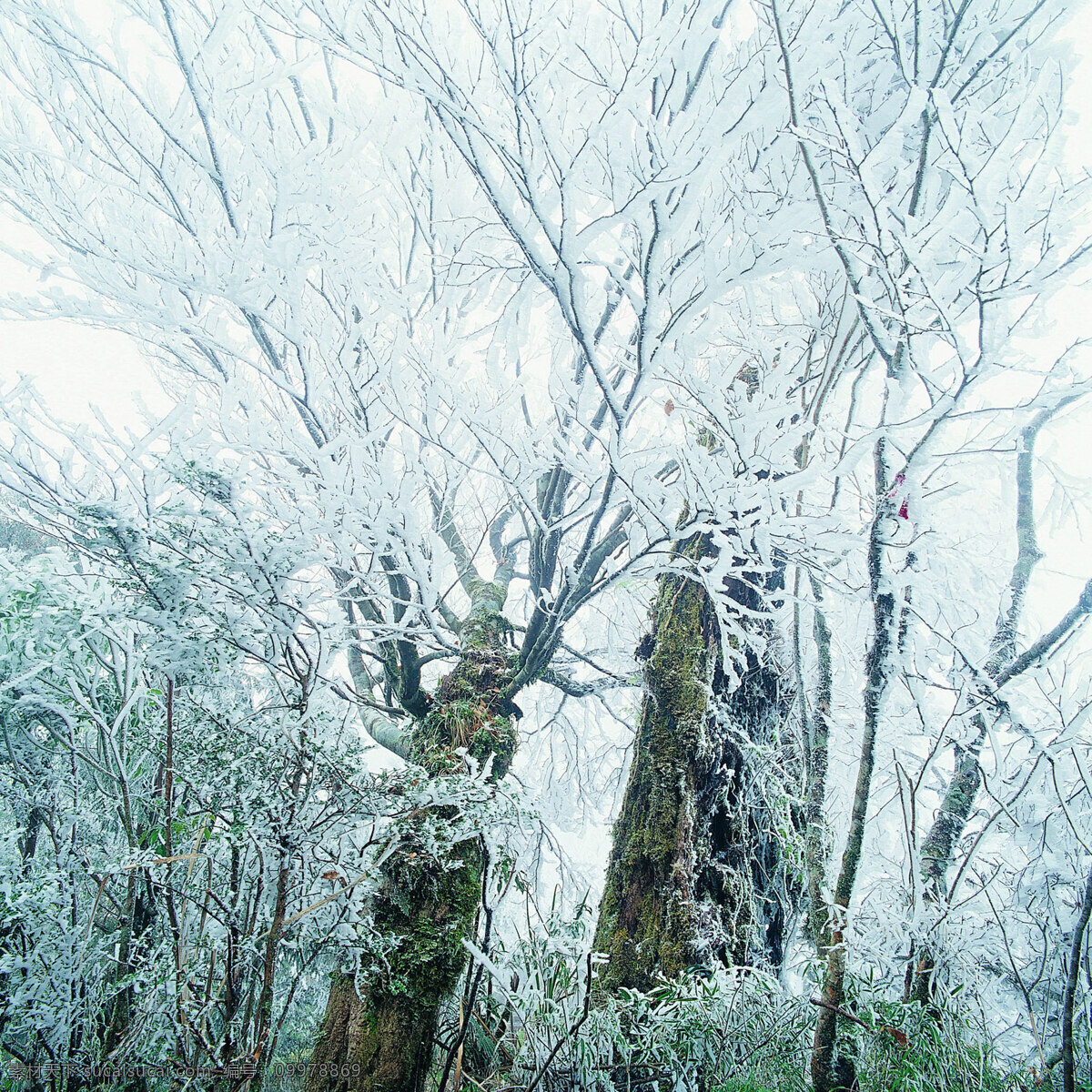 冬天 雪景 背景 冬天雪景 风光 风景 季节 摄影图库 自然 自然风景 自然景观 生活 旅游餐饮