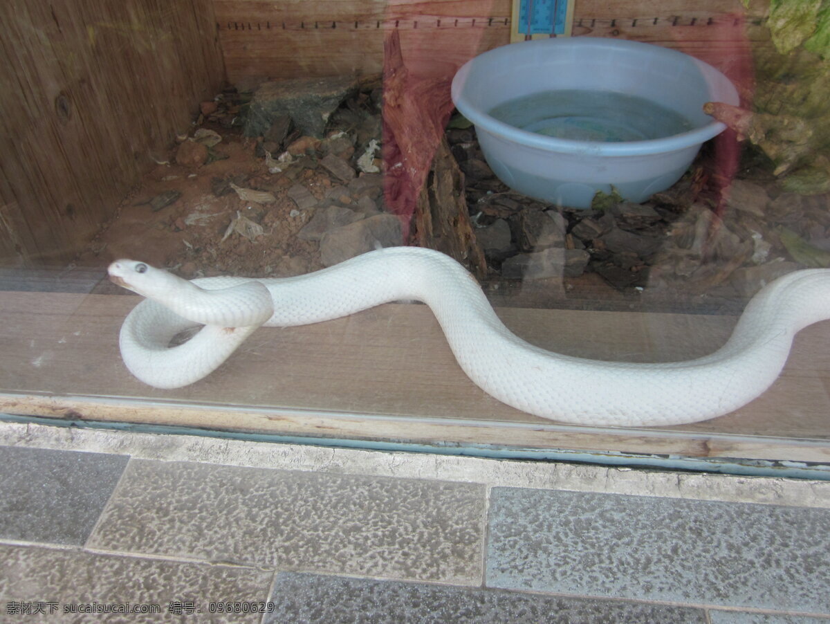 白蛇 毒蛇 白色的蛇 野生动物 动物园 野兽 生物世界 动物