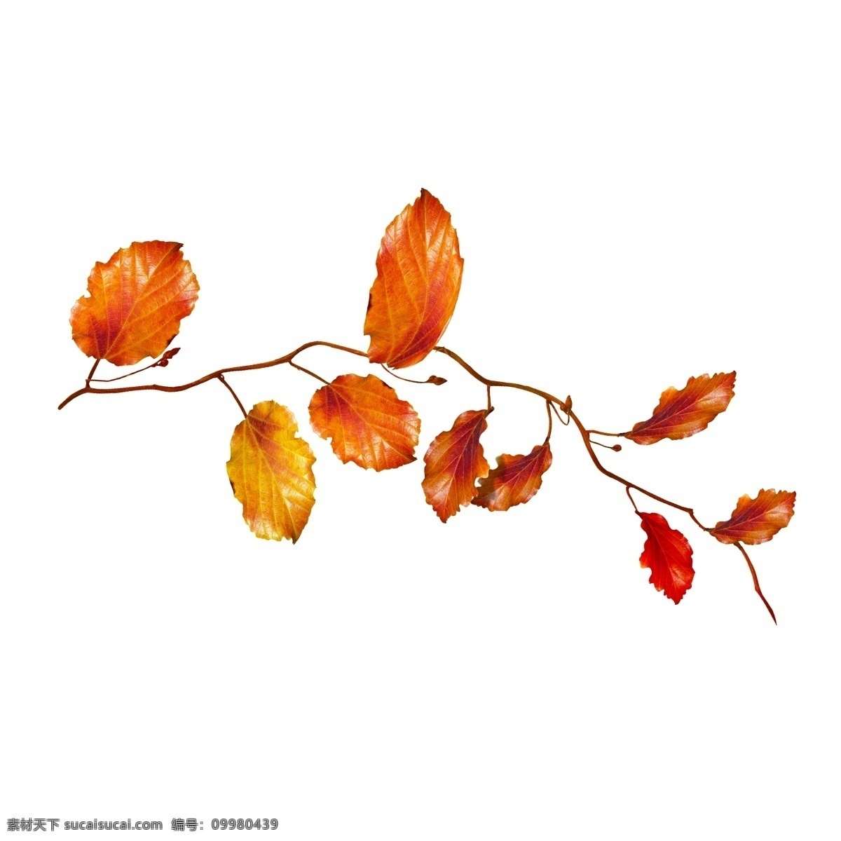 秋季 红色 落叶 植物 秋叶 秋天元素 枫叶 png免抠图 落叶元素