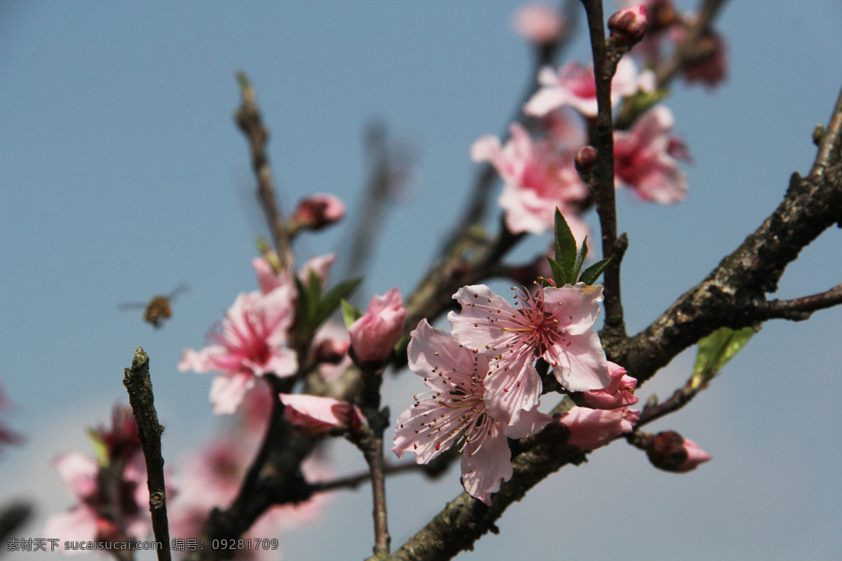 桃花图片 春天 桃花 盛开 蜜蜂 采蜜 自然景观 田园风光