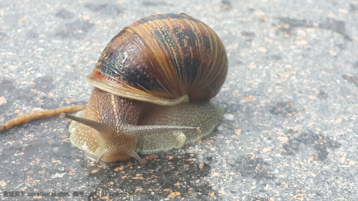 水泥路 面上 蜗牛 蜗牛壳 蜗牛摄影 动物昆虫 动物摄影 陆地动物 生物世界 昆虫世界